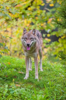 A eurasian gray wolf (Canis lupus lupus) stands on a green meadow on hilly terrain. Fall foliage is