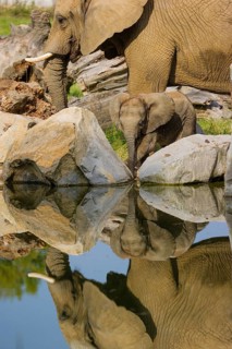 Adult female African elephant (Loxodonta africana) with 4 month old baby at a water hole, with