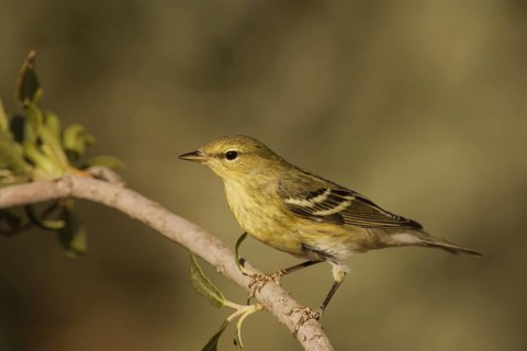 Blackpoll Warbler (Setophaga striata) male, California, USA