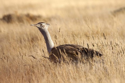 Kori Bustard (Ardeotis kori), Etosha, Namibia