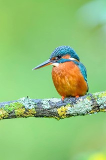 Common kingfisher (Alcedo atthis) sitting on a branch with autumncolours, wildife, Catalonia, Spain