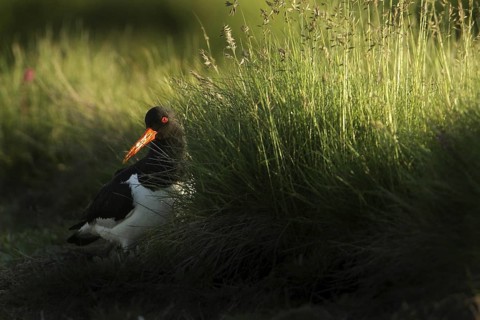 Eurasian Oystercatcher (Haematopus ostralegus), Texel, Netherlands