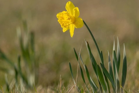 Yellow daffodil rises above green leaves. This moment takes place on the field. The light is soft.