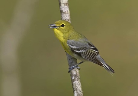Yellow-throated Vireo (Vireo flavifrons) singing, Ohio, USA