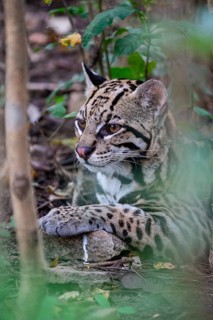 Ocelot (Felis pardalis) Pantanal Brazil