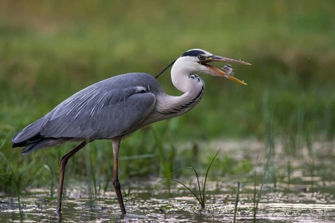 Grey Heron (Ardea cinerea) with fish prey in beak, Subotica, Serbia
