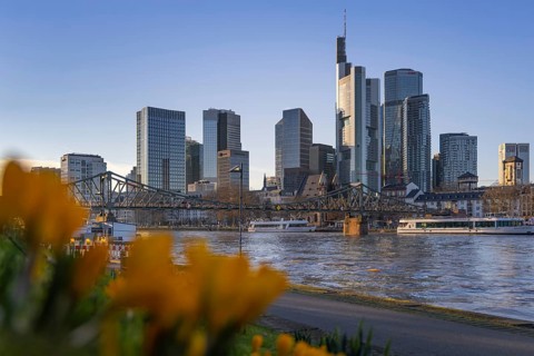 The yellow crocuses on the banks of the Main in Frankfurt are beginning to bloom and announce