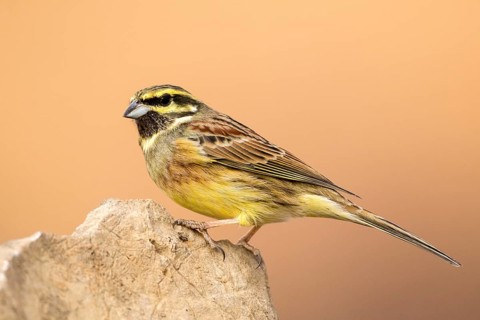 Cirl Bunting (Emberiza cirlus) male perched on a rock, Aragon, Spain