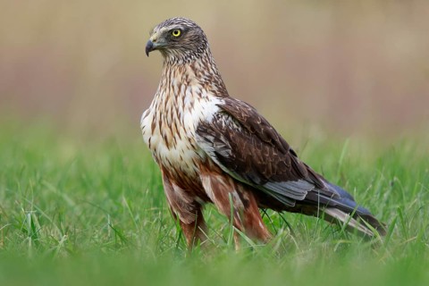 Western Marsh Harrier (Circus aeruginosus) male on grassland, Poland