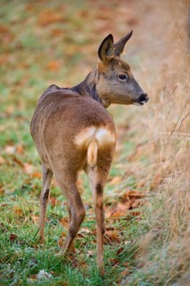 Roe deer (Capreolus capreolus), in a meadow, looking back, Germany