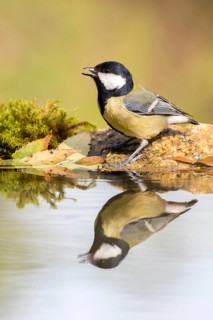 Great Tit (Parus major) at a waterhole, Madrid, Spain