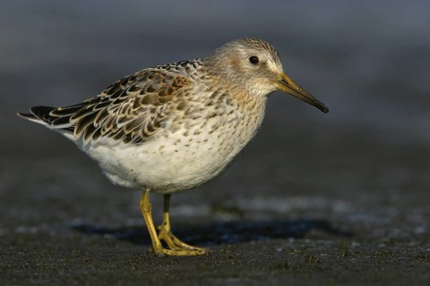 Rock Sandpiper (Calidris ptilocnemis), Alaska, USA