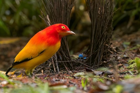 Flame Bowerbird (Sericulus ardens) perched at its bower in Papua New Guinea