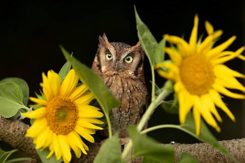 Tropical Screech Owl (Megascops choliba) captive, Bavaria, Germany