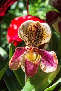 Lady's-slipper orchid flower in the botanical garden in Singapore