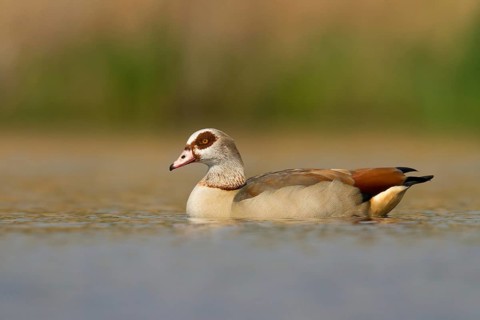 Egyptian Goose (Alopochen aegyptiaca), Utrecht, Netherlands