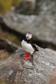 A vibrant puffin, Fratercula arctica, stands gracefully on a rugged rock in Norway's scenic