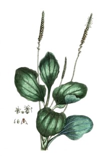 Plantago major, broad plantain, digital reproduction of a historical original, between 1790 and