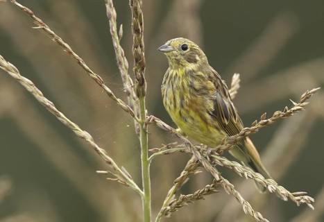 Yellowhammer (Emberiza citrinella) juvenile, Mecklenburg-Western Pomerania, Germany