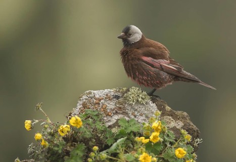 Grey-crowned Rosy Finch (Leucosticte tephrocotis littoralis) perched on a rock, Alaska, USA