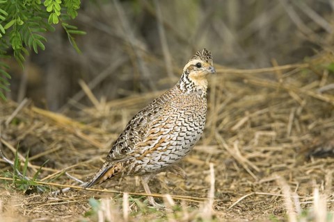 Northern Bobwhite Colinus virginianus Rio Grande City, Starr County, Texas, United States 31 March