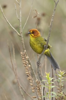 Fulvous-headed Brush Finch (Atlapetes fulviceps) perched on a branch in Bolivia, South America
