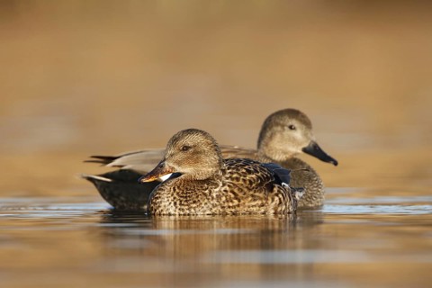 Gadwall (Mareca strepera), Utrecht, Netherlands