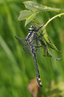 Common clubtail, common club-tail, club-tailed dragonfly (Gomphus vulgatissimus) eating damselfy