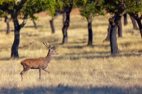 Red deer, (Cervus elaphus), biotope, habitat, forest, one, individual, animals, mammals, lateral,