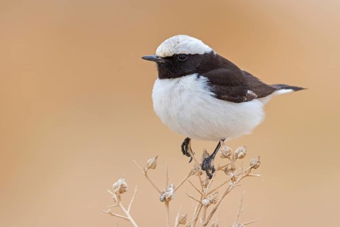 Schwarzrücken-Steinschmätzer, Schwarzrückensteinschmätzer, Mourning Wheatear, Oenanthe lugens,