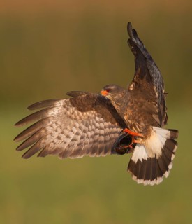 Snail Kite (Rostrhamus sociabilis) male flying, Florida, USA