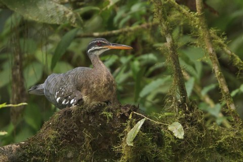 Sunbittern (Eurypyga helias) nesting and feeding chicks along a river in Costa Rica