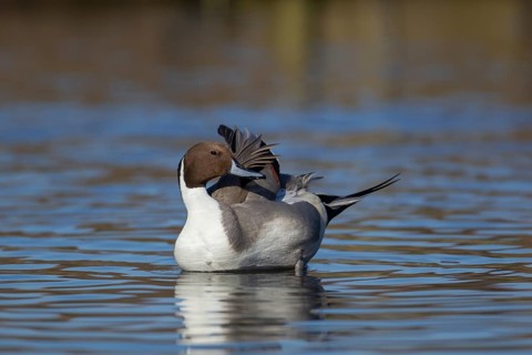 Northern pintail duck (Anas acuta) adult male bird stretching its wing on a lagoon, RSPB Titchwell