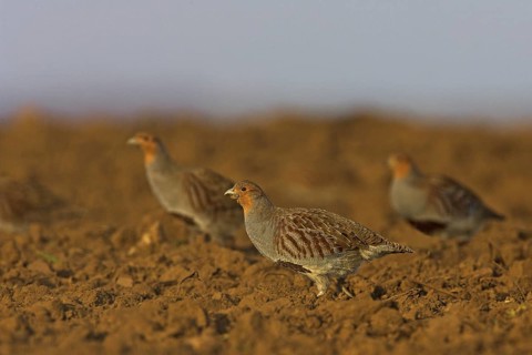 Grey Partridge (Perdix perdix), Rhineland-Palatinate, Germany