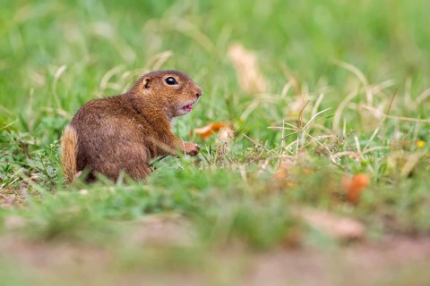 European Ground Squirrel (Spermophilus citellus), Lake Neusiedl, Austria