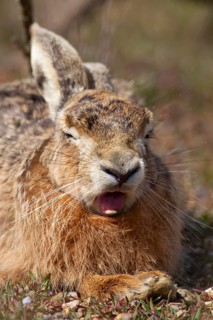 European brown hare (Lepus europaeus) adult animal yawning in grassland in summer, England, United