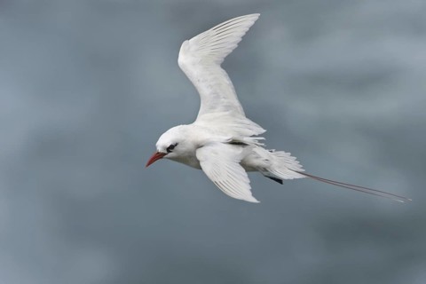 Red-tailed Tropicbird (Phaethon rubricauda), Hawaii, USA
