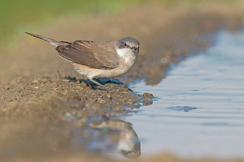 Lesser Whitethroat (Sylvia curruca) at waterhole, Aosta Valley, Italy