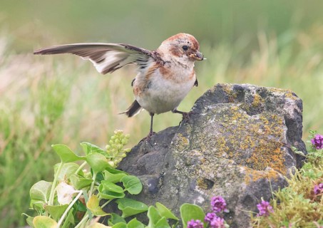 Snow Bunting (Plectrophenax nivalis insulae) female perched on a stone in flowering meadow with