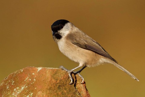 Marsh Tit (Poecile palustris), Rhineland-Palatinate, Germany