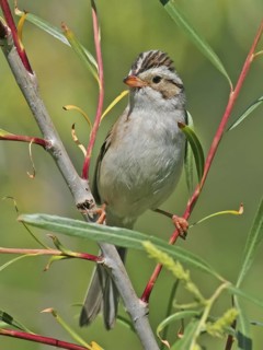 Clay-colored Sparrow (Spizella pallida), Saskatchewan, Canada
