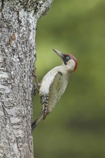 European Green Woodpecker (Picus viridis) female, Rhineland-Palatinate, Germany