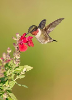Ruby-throated Hummingbird (Archilochus colubris) male flying while feeding on flower nectar, Texas,