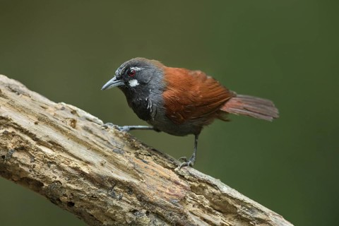 Black-throated Babbler (Stachyris nigricollis) perched on a branch, Pahang, Malaysia