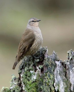 Brown Treecreeper (Climacteris picumnus) female, Victoria, Australia