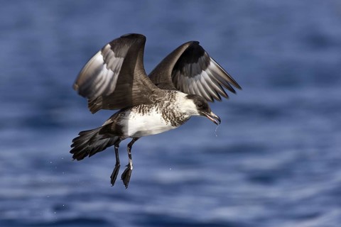 Pomarine Skua (Stercorarius pomarinus) flying, Eilat, Israel
