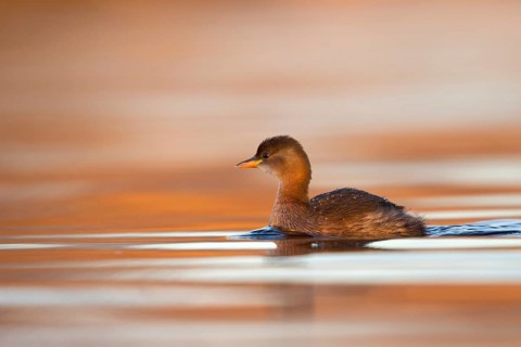 Little Grebe (Tachybaptus ruficollis), Utrecht, Netherlands