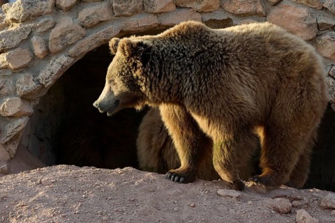 A majestic grizzly bear stands near a rocky cave. The sunlight highlights its thick fur, capturing
