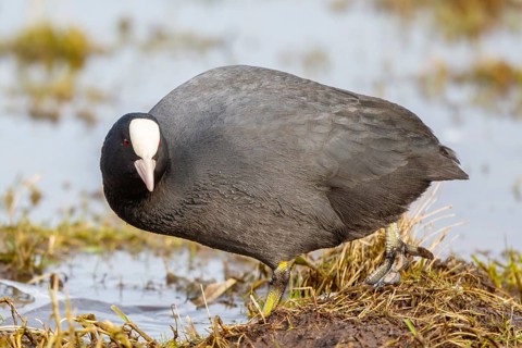 Eurasian Coot (Fulica atra) foraging, Netherlands