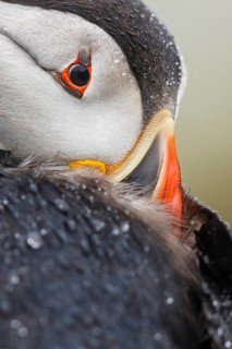 Atlantic Puffin (Fratercula arctica), Wales, United Kingdom
